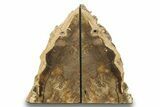 Petrified Wood (Oak) Bookends - Oregon #271128-1